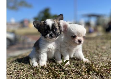 ホワイト＆クリームのチワワ(ロングコート)の子犬を探す｜ブリーダーナビ