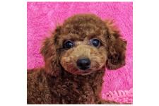 ♀︎トイプードル