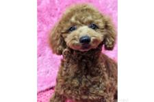 ♀︎トイプードル