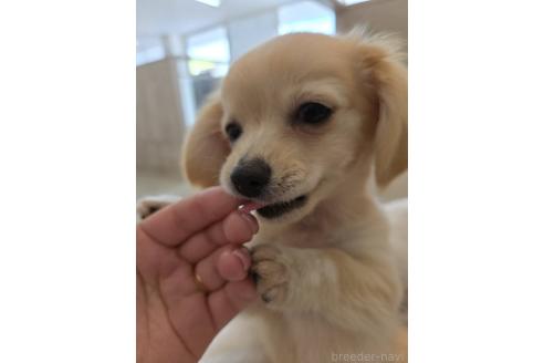北海道のチワックス:チワワ×ミニチュアダックスフンド|女の子 北海道のチワックス:チワワ×ミニチュアダックスフンド|女の子