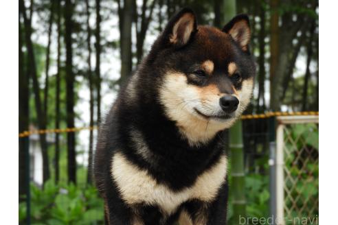 大塚維國ブリーダーの詳細の1枚目