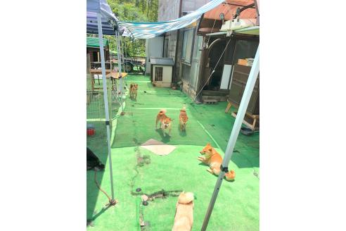 大塚維國ブリーダーの詳細