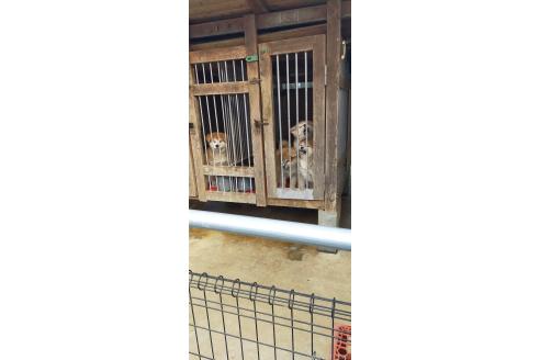 渡辺勝美ブリーダーの詳細