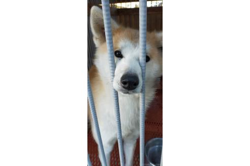渡辺勝美ブリーダーの詳細