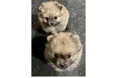 北川とも子ブリーダーの詳細