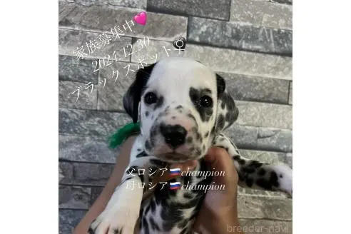 シルバニアファミリー チョコレート ヘルシー ダルメシアン 