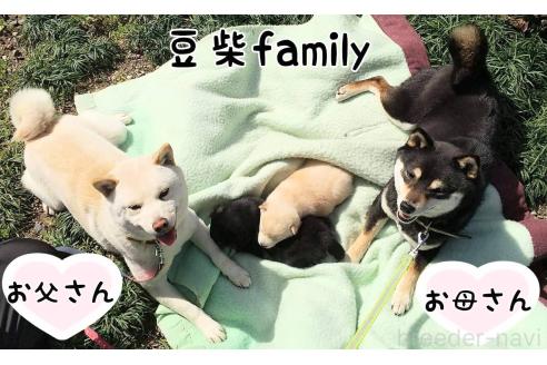 野村美智代ブリーダーの詳細