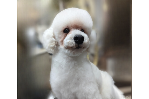 Amazon | トイプードル服 トイプードル服 犬の服小型犬 犬 服 おしゃれランキング 犬服 半袖 (オフホワイト, XS) | §Ｂｇ３ |  シャツ・パーカー 通販