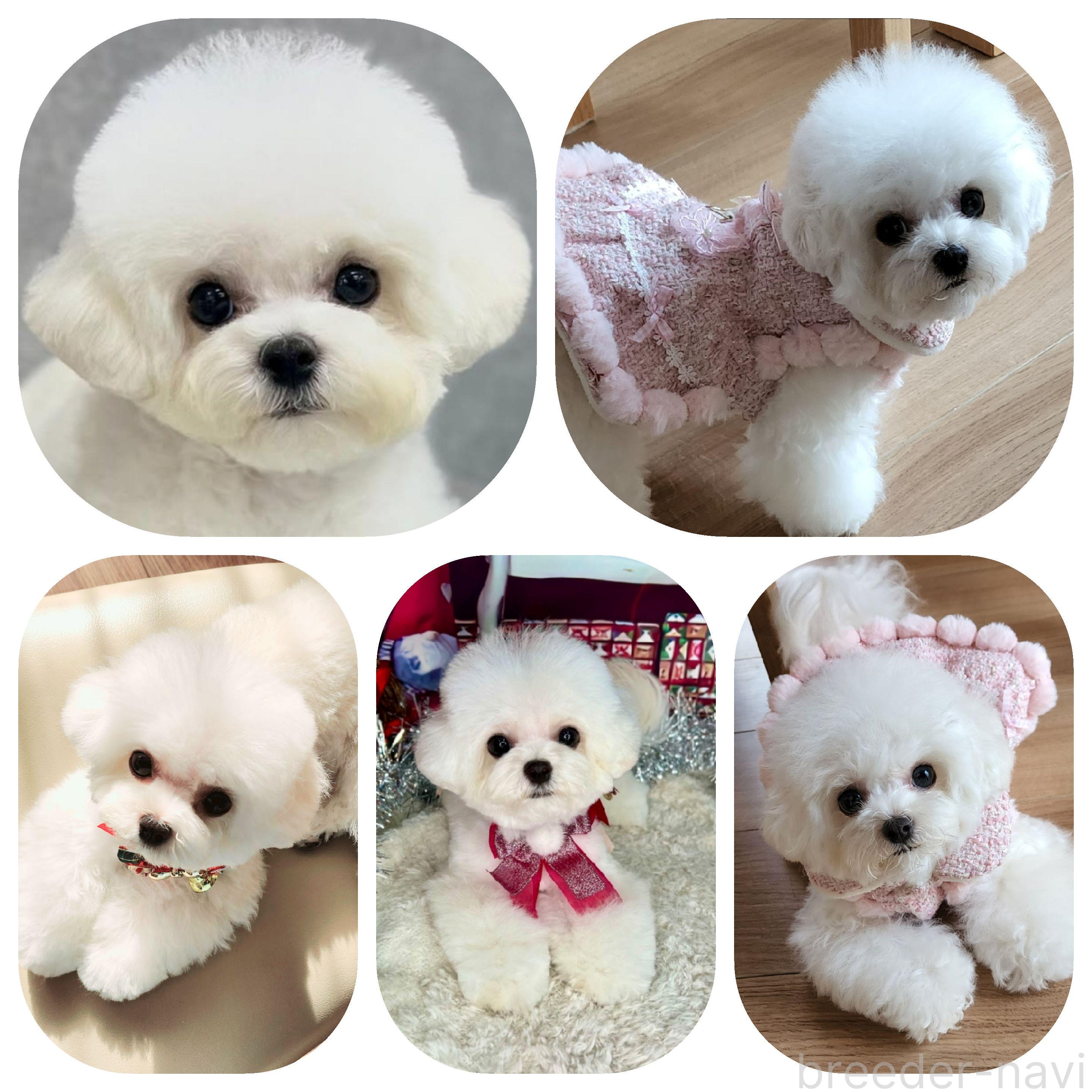 山﨑ブリーダー