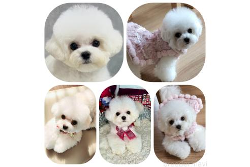 山﨑一美ブリーダーの詳細の1枚目