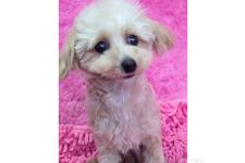 ♀︎ミックス犬