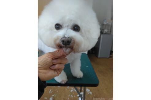 山本美樹ブリーダーの詳細の1枚目