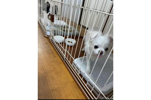 濱田啓子ブリーダーの詳細