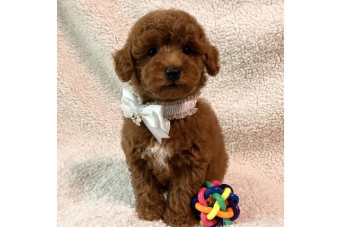 大熊直美ブリーダーの詳細の1枚目