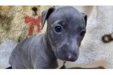 ♀︎イタリアングレーハウンド(イタグレ)