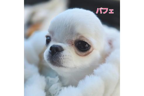 飯塚ゆかりブリーダーの詳細