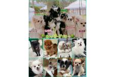 木下聖子ブリーダー