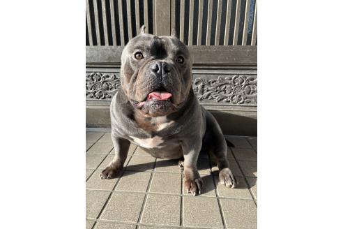 飛鷹愛ブリーダーの詳細