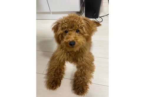小川美咲ブリーダーの詳細の1枚目