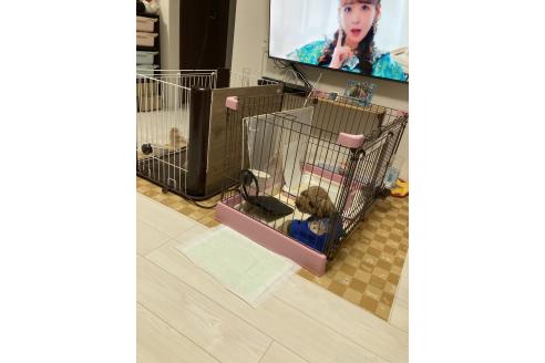 小川美咲ブリーダーの詳細