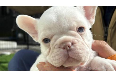 ゆき♥️  フレンチブルドッグ 確認画面♥️ ゆき様 専用️ フレンチブルドッグ 確認画面️（笑顔の犬