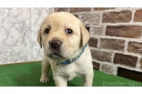 愛知県でラブラドールレトリーバーの子犬を探す｜ブリーダーナビ, 画像サイズ:492x328