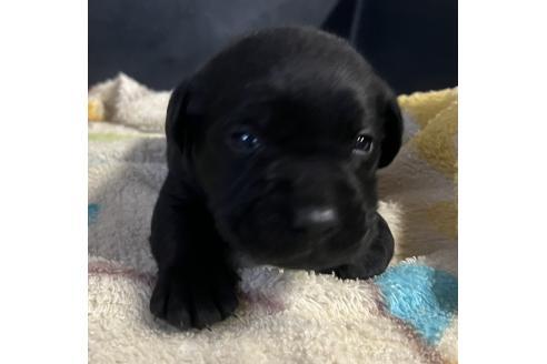 大阪府でラブラドールレトリーバーの子犬を探す｜ブリーダーナビ, 画像サイズ:492x328