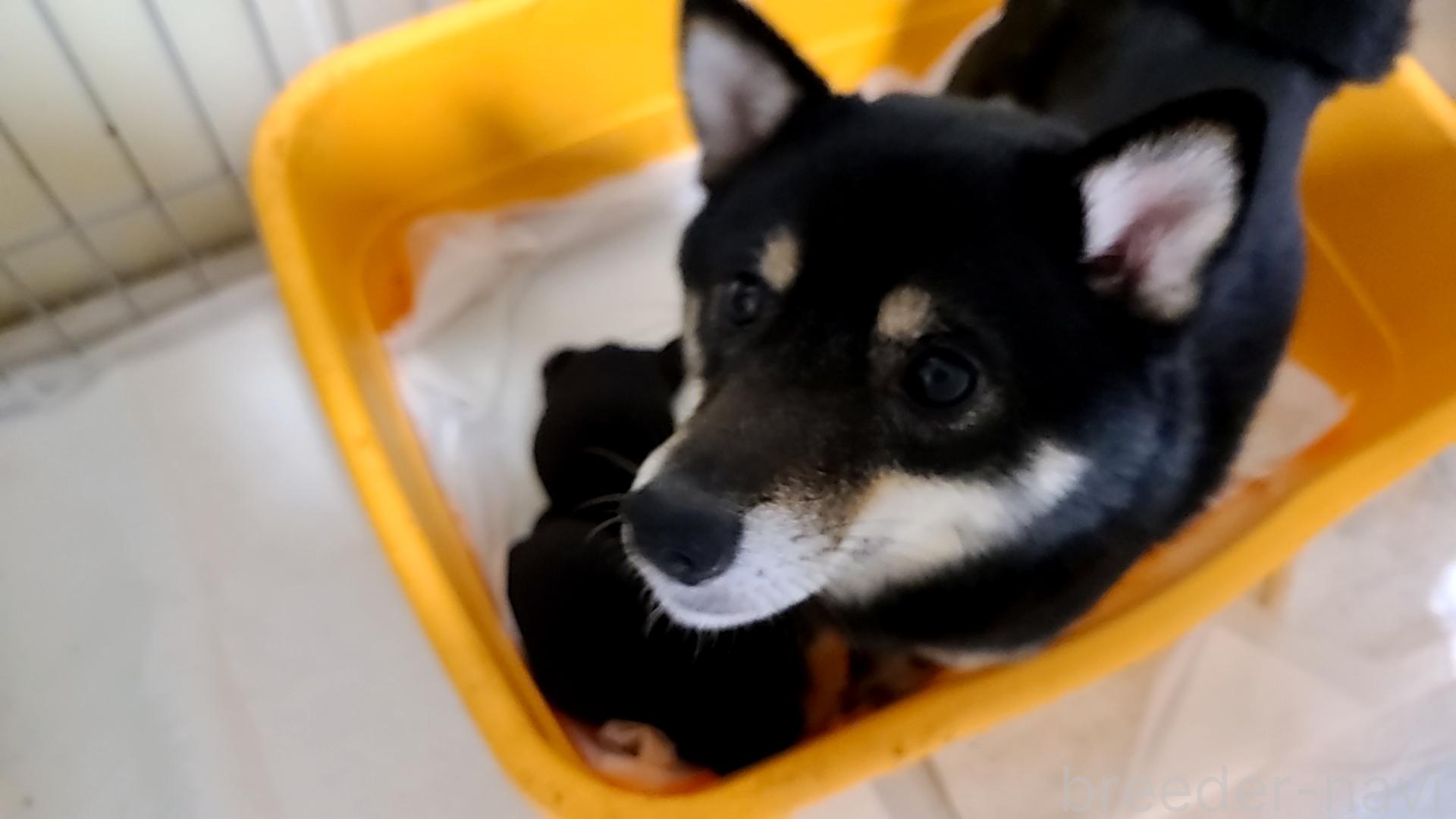 齋藤ブリーダー