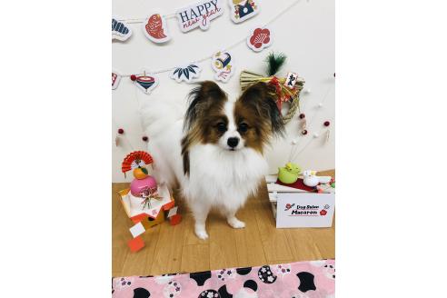 池田愛ブリーダーの詳細の1枚目