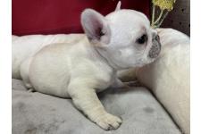 ♀︎フレンチブルドッグ