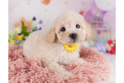 成約済ののミックス犬-371587
