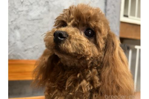 田村真大ブリーダーの詳細