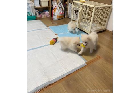 上月和真ブリーダーの詳細