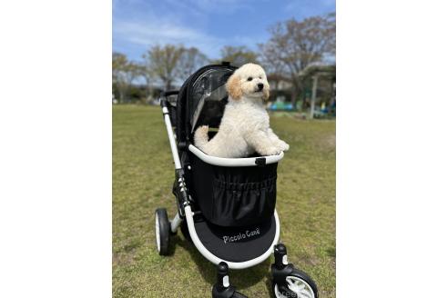 古俣恭太ブリーダーの詳細の1枚目