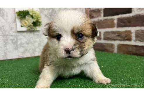 ウェルシュコーギーペンブロークの子犬を探す（20ページ目