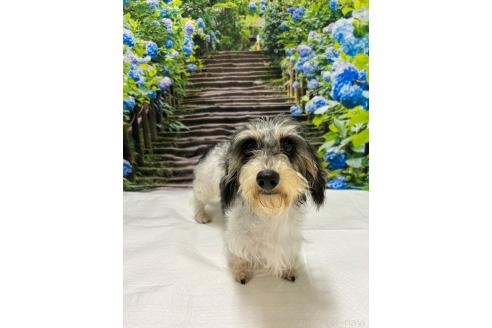 川口さゆりブリーダーの詳細