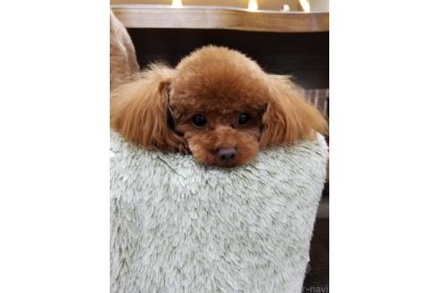 仲西峰子ブリーダーの詳細の1枚目