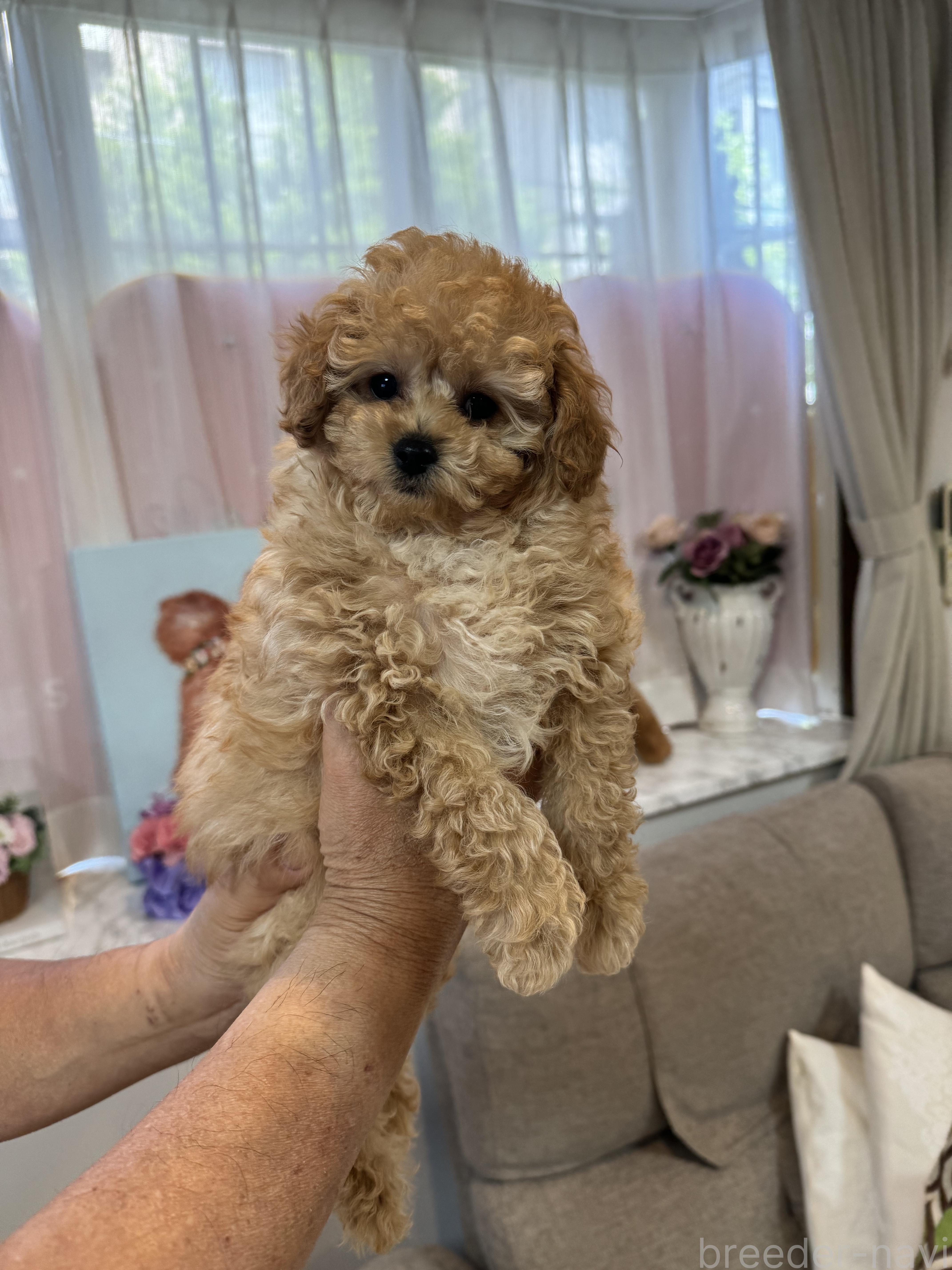 斎藤ブリーダー