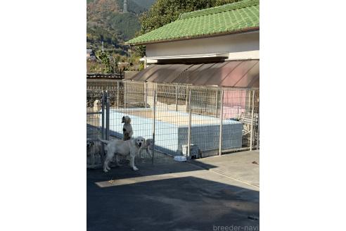 三井理佐ブリーダーの詳細