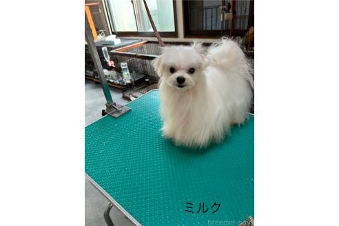 東久美子ブリーダーの詳細