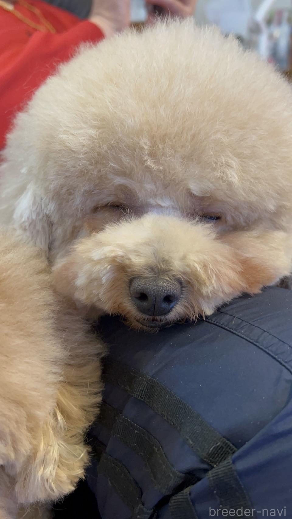 金田ブリーダー