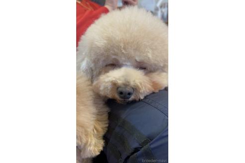 金田球恵ブリーダーの詳細の1枚目