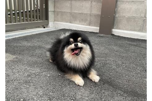 森貴弘ブリーダーの詳細