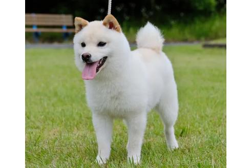 杉谷知佳ブリーダーの詳細