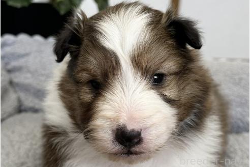 アメリカンな犬小屋(福岡県近郊限定)