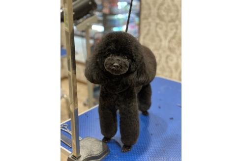 堀江さやかブリーダーの詳細の1枚目
