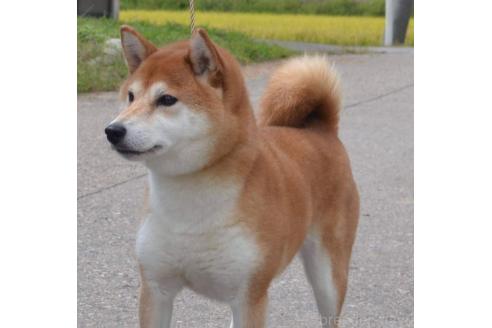 本元妙永子ブリーダーの詳細