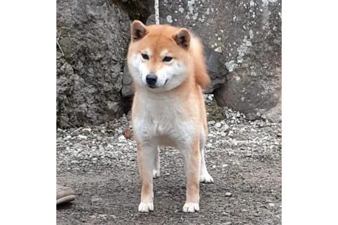 本元妙永子ブリーダーの詳細