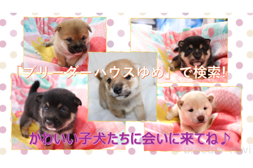 山田治美ブリーダーの詳細