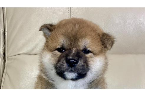 茨城県の柴犬｜女の子・2025/01/29生まれ・赤色（子犬ID：374165
